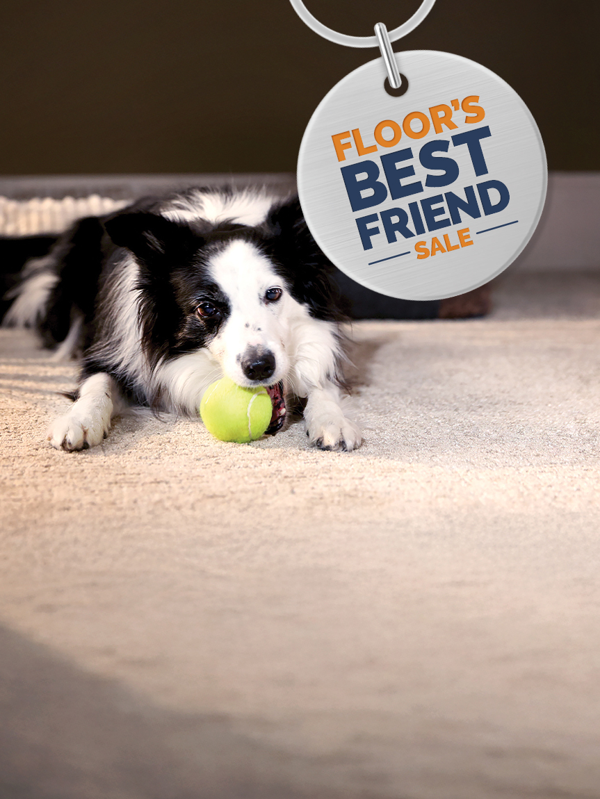 dog playing with a ball on the carpet